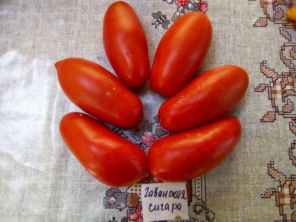 Гаванская сигара томат