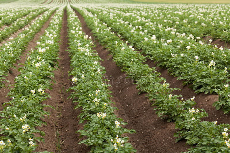Повышенный урожай картофеля по голландской технологии
