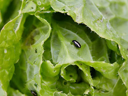 Посадка рукколы и уход за салатом: как и когда сажать в открытый грунт и в домашних условиях весной