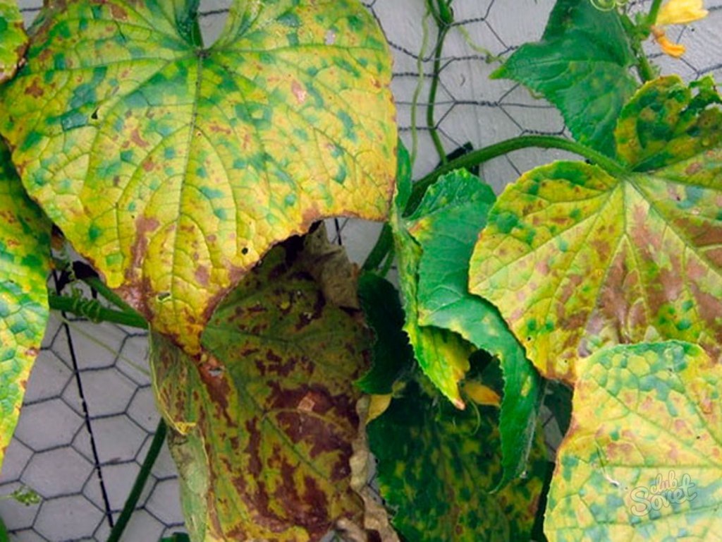 В теплице вянут листья у огурцов — что делать?