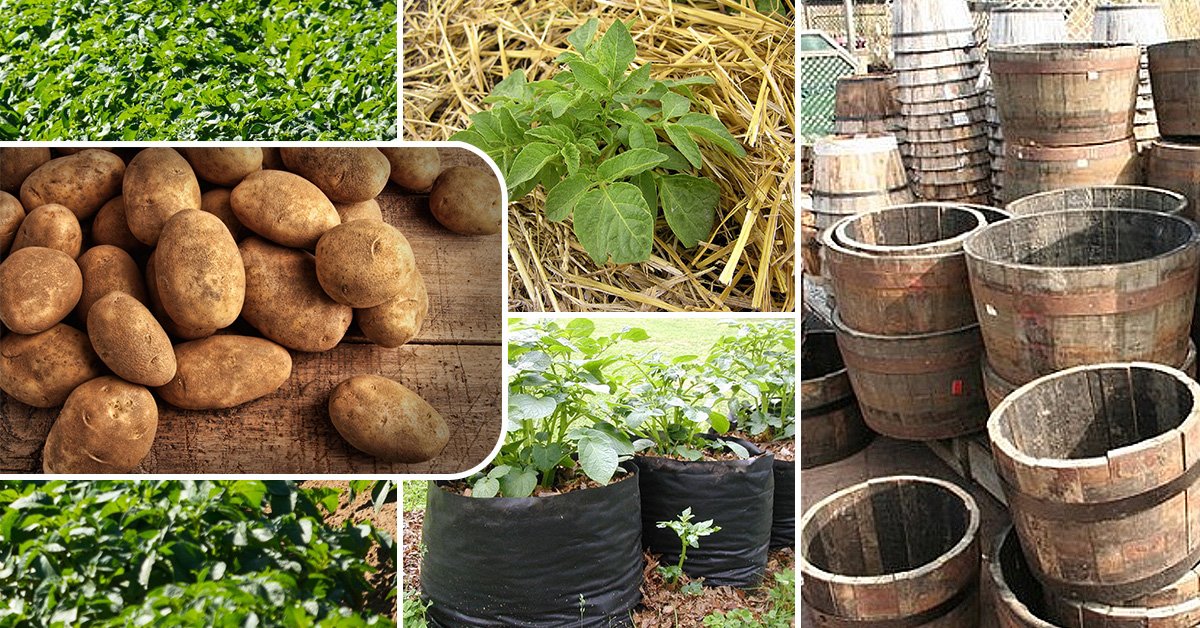 Технология выращивания и ухода за картофелем в бочке