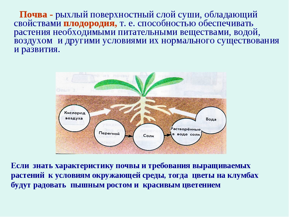 Значение роста в жизни растений 5. Влияние почвы на растения. Значение почвы в жизни растений. Влияние на рост растений. Влияние грунта на рост растений.