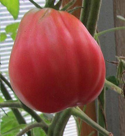 Ребристый мексиканский красавец — томат тлаколула: полное описание сорта