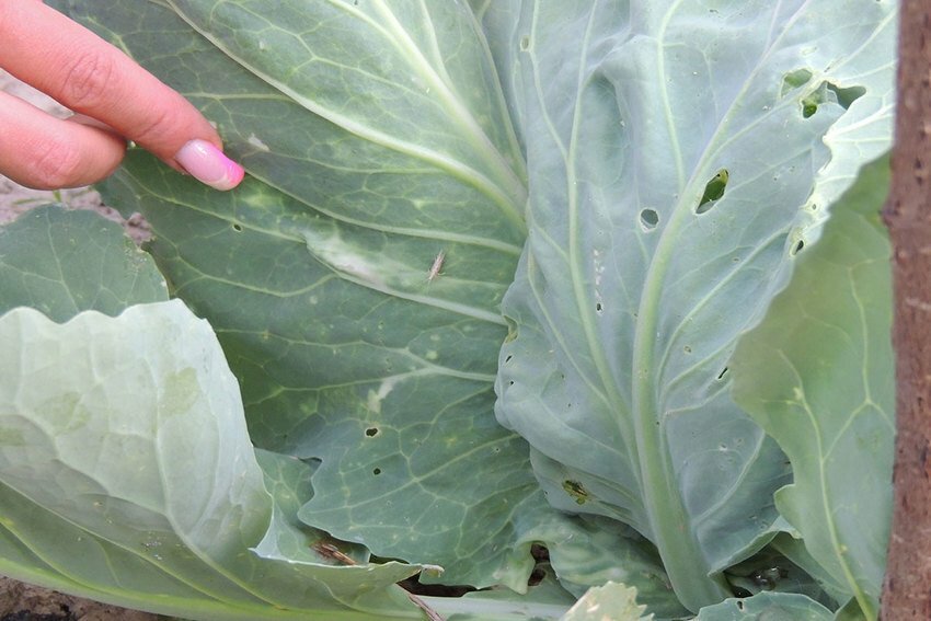 5 лучших народных средств для обработки капусты от слизней и гусениц