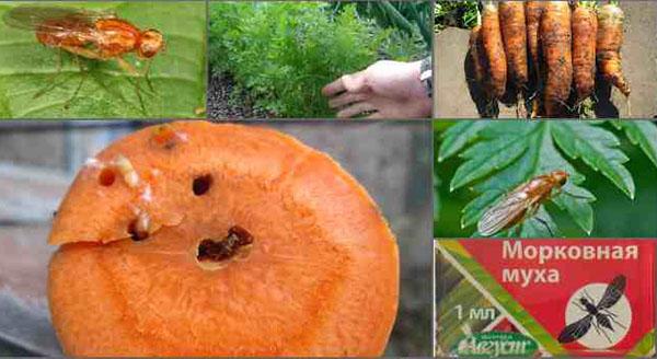 Способы борьбы с морковной мухой на грядках