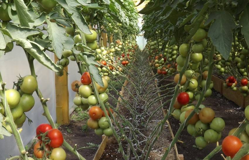 Как сделать лунки для помидор в огороде своими руками фото