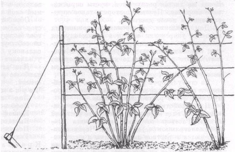 Схема шпалеры для ежевики