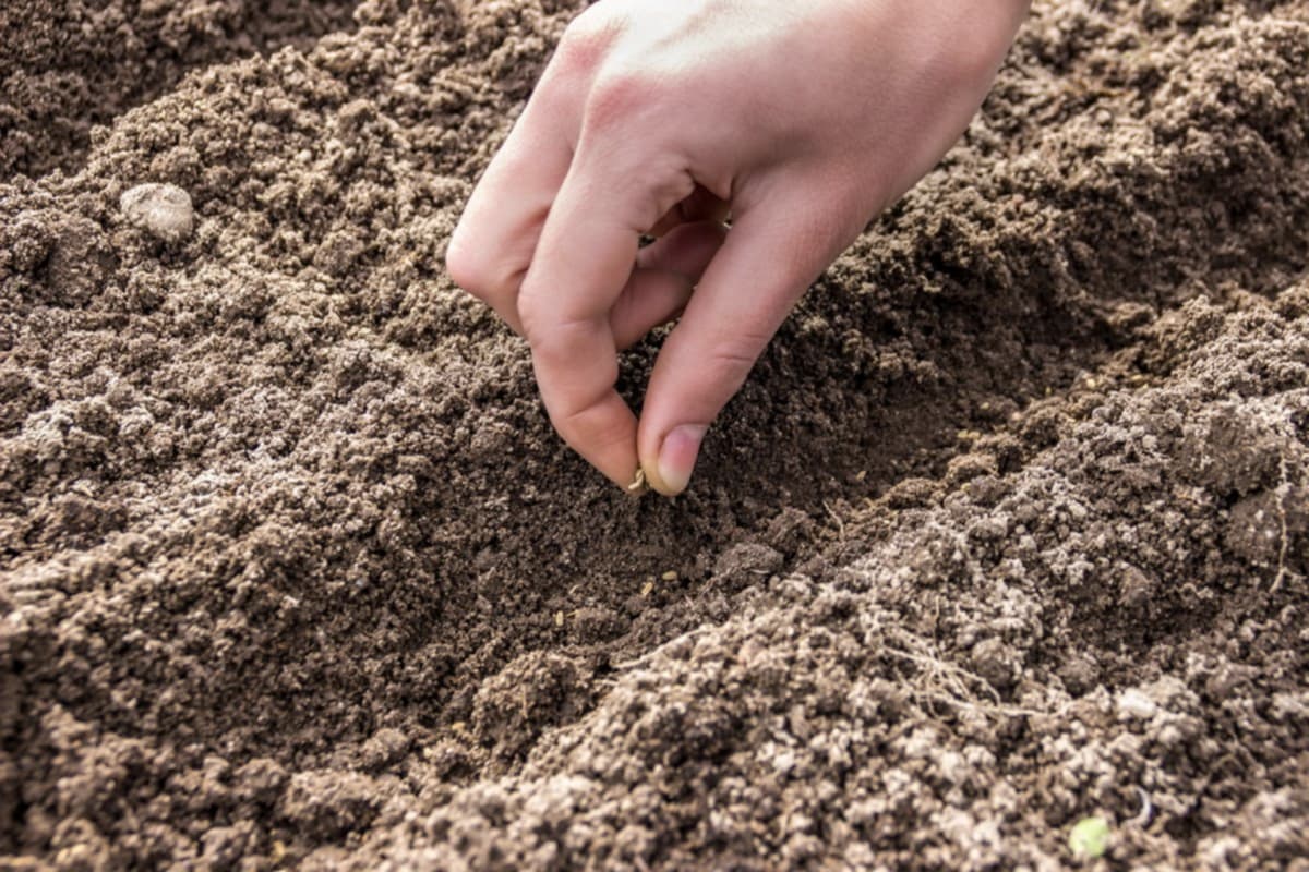 Как посадить укроп в открытый грунт, рекомендации и уход