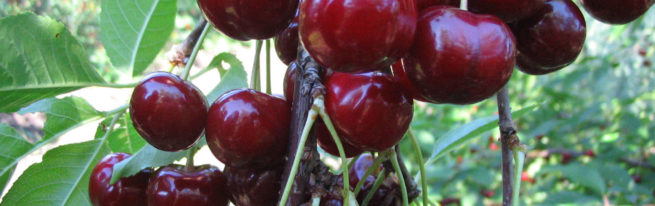 Сорт вишни харитоновская: описание, фото