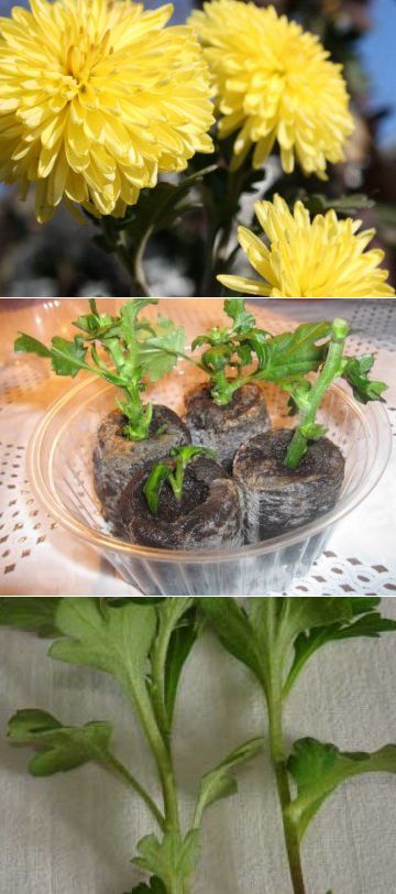 Шаровидные хризантемы: посадка и уход в открытом грунте, размножение, особенности выращивания