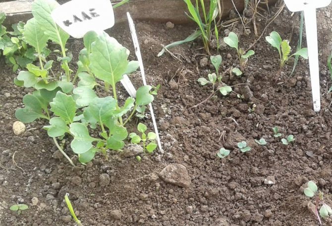 Выращивание рассады цветной капусты: когда сажать в 2017 году, правила ухода и пикировки, видео