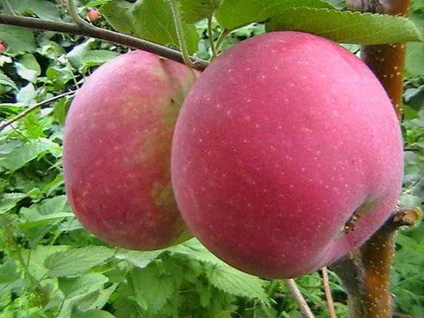 Сорт яблок боровинка: описание сорта и фото, основные характеристики selo.guru — интернет портал о сельском хозяйстве
