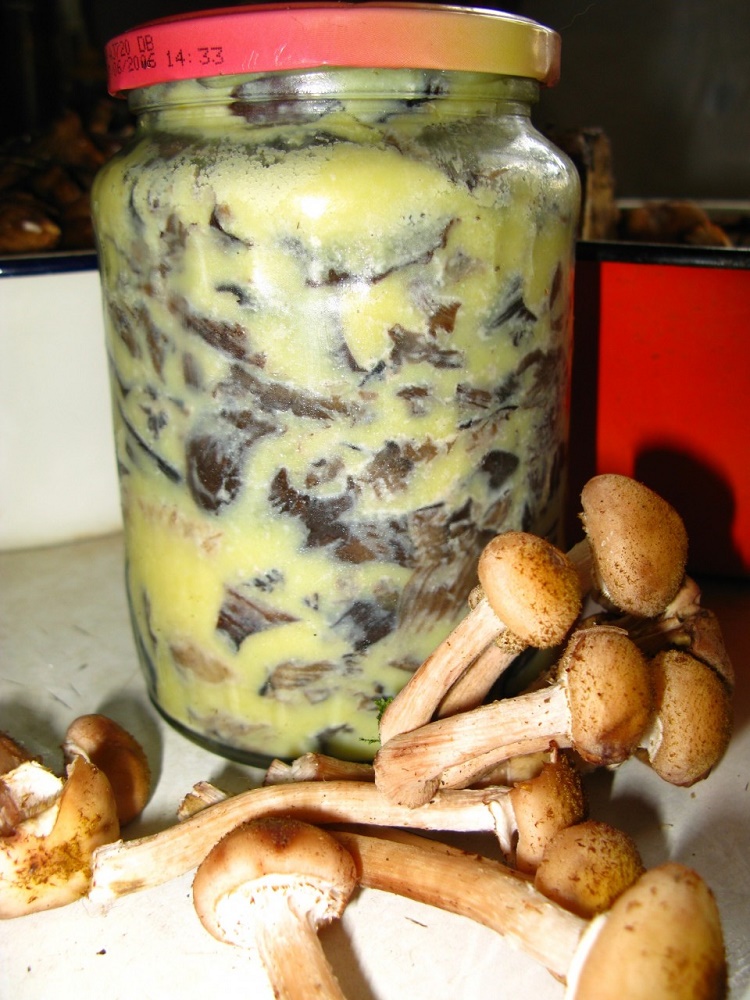 Заготовка грибов на зиму – 15 очень вкусных рецептов: сушенные, маринованные в банках, соленные и другие вариации на любой вкус