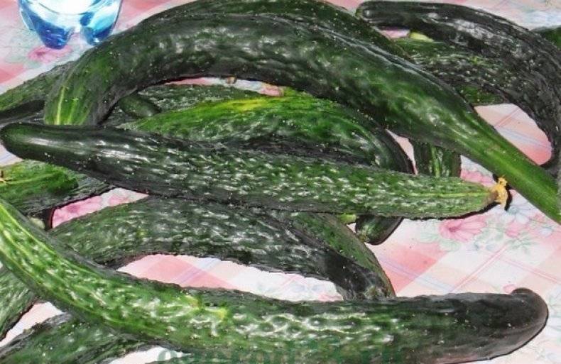 Огурец китайский змей: описание сорта, выращивание, отзывы и фото
