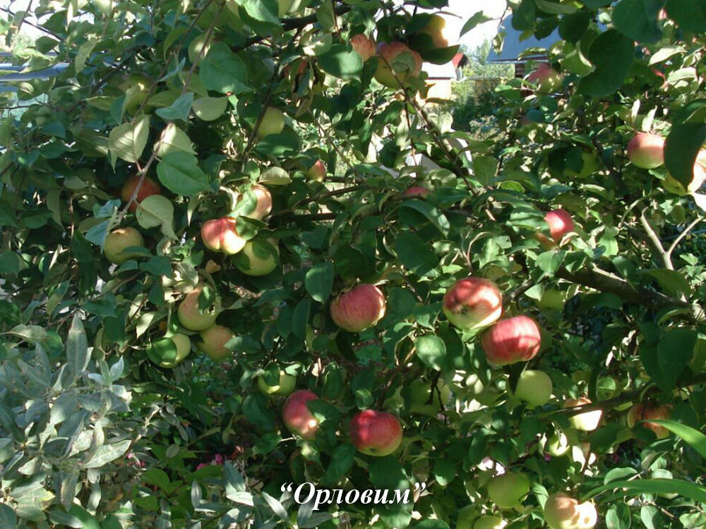 Описание и правила выращивания яблони сорта благая весть
