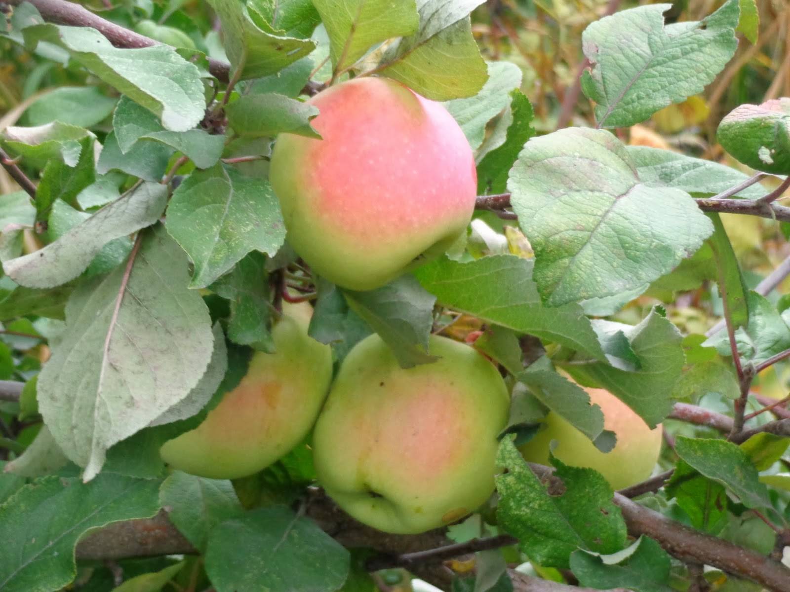 Кандиль орловский – зимостойкий сорт яблони для вашего сада