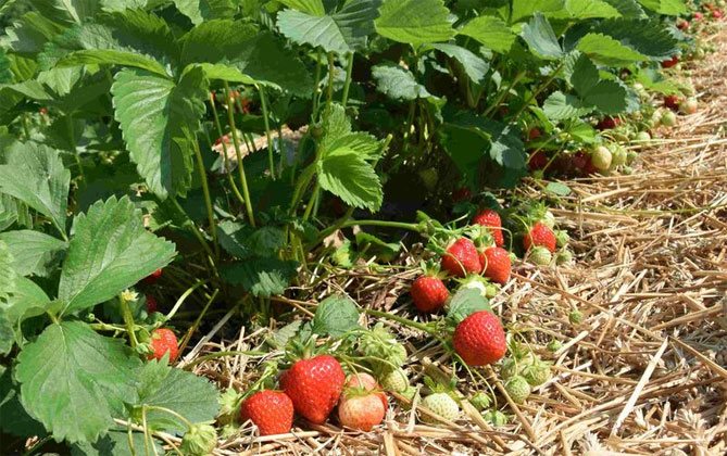 Клубника кимберли: описание сорта, посадка, выращивание и уход