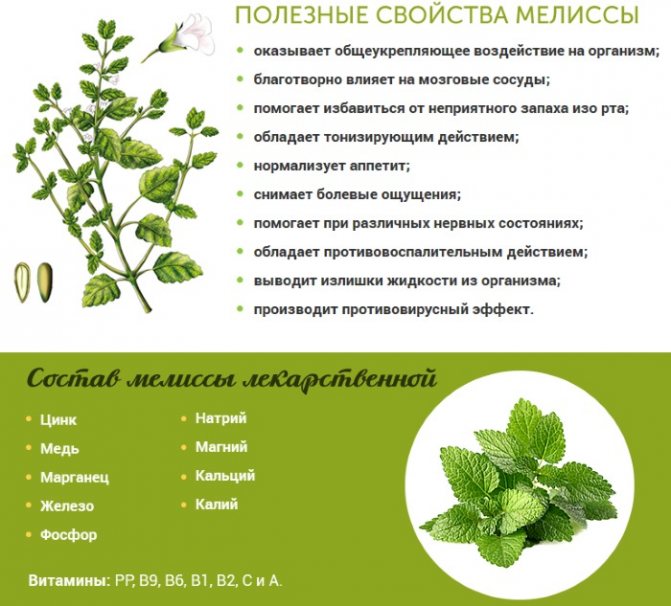 Мята перечная — польза и вред применения