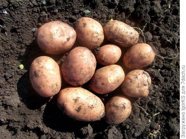 Картофель родриго — описание сорта с фото и отзывами