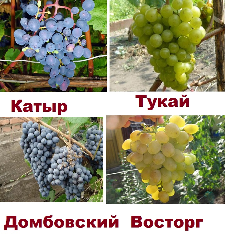 Выращивание винограда в сибири: советы для начинающих