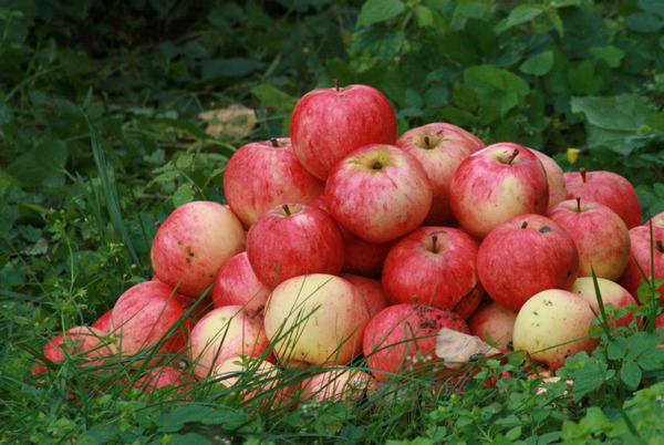 Яблоня штрифель: описание, фото. выращивание, уход