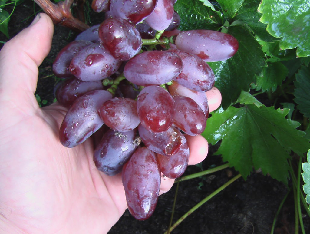 Виноград байконур: описание сорта, выращивание и уход
