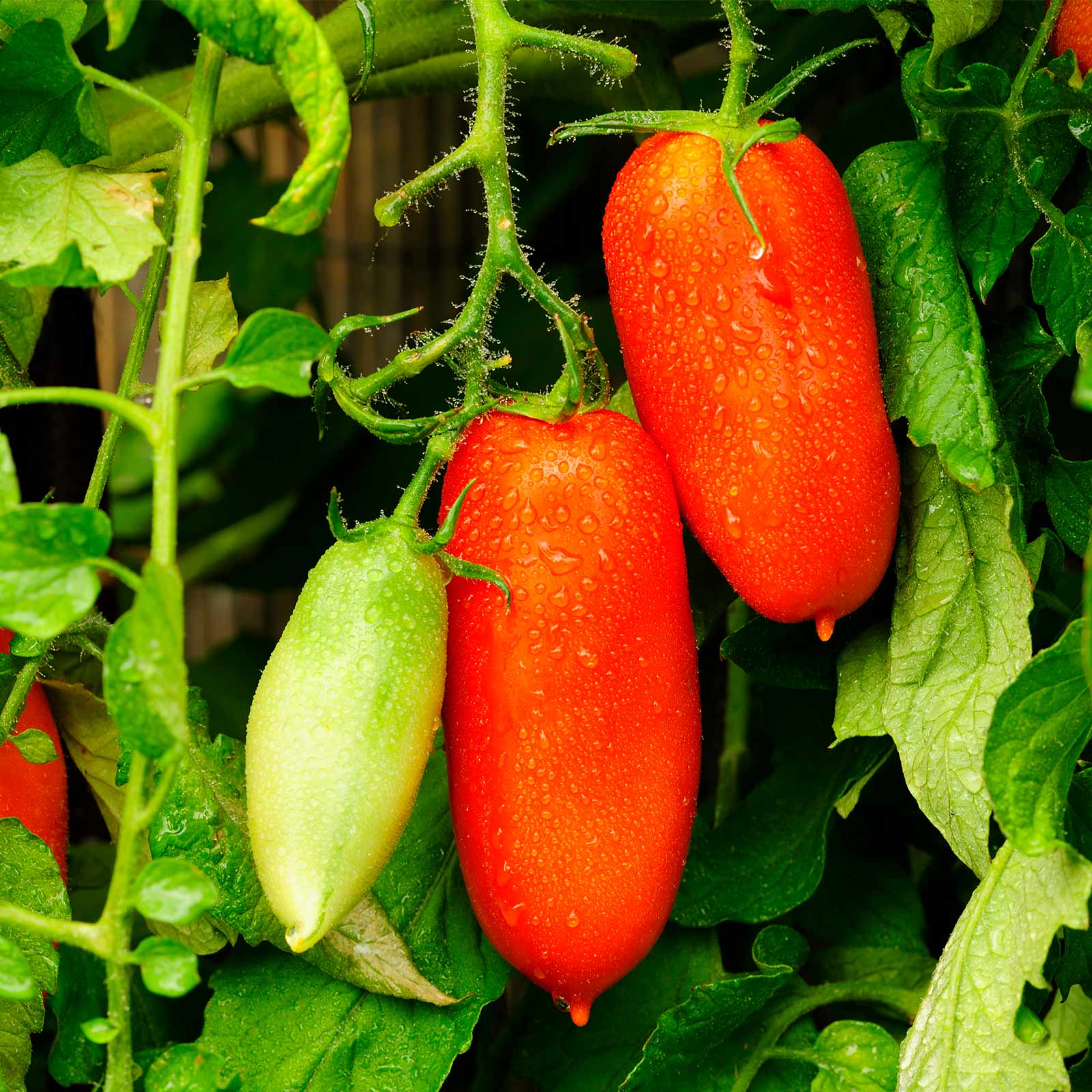 Томат кибиц — описание сорта, урожайность, фото и отзывы садоводов