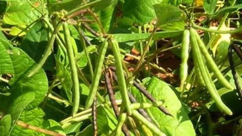 Фасоль спаржевая: выращивание и уход, когда сажать спаржевую фасоль в открытый грунт, сорта + фото
