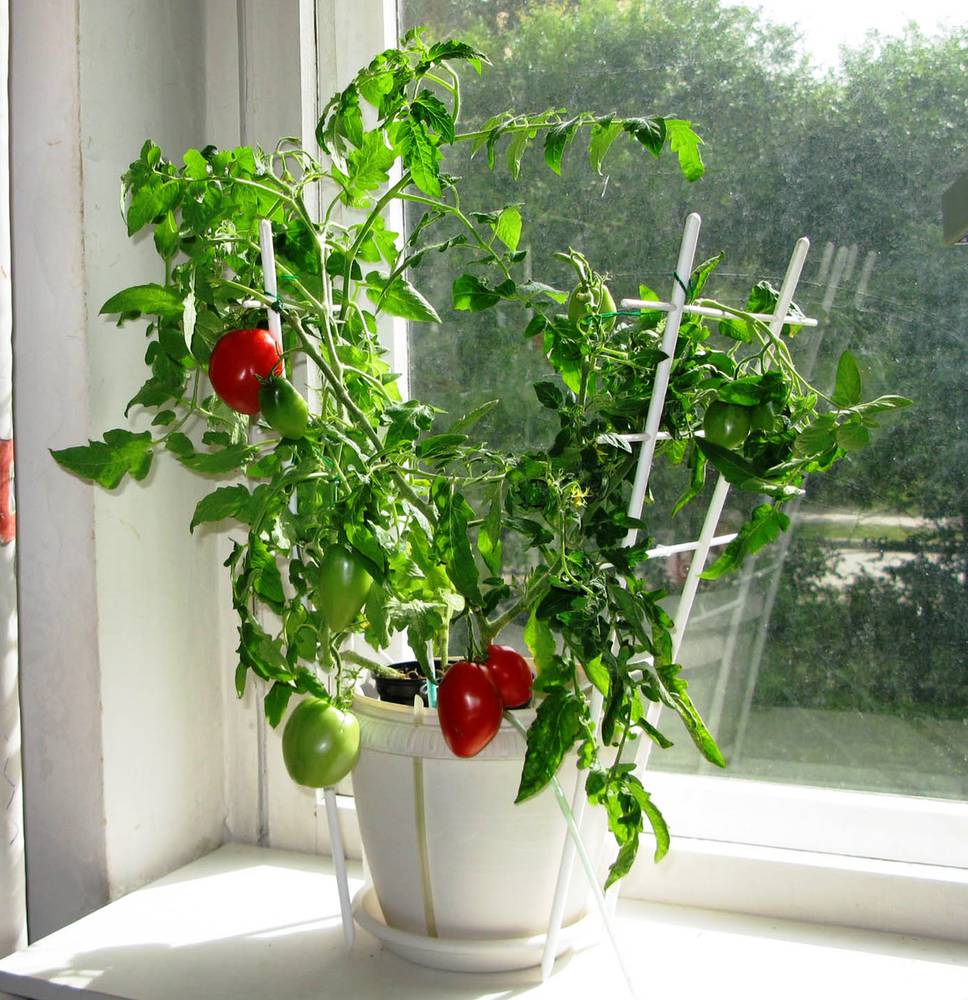 Особенности выращивания помидор черри на подоконнике