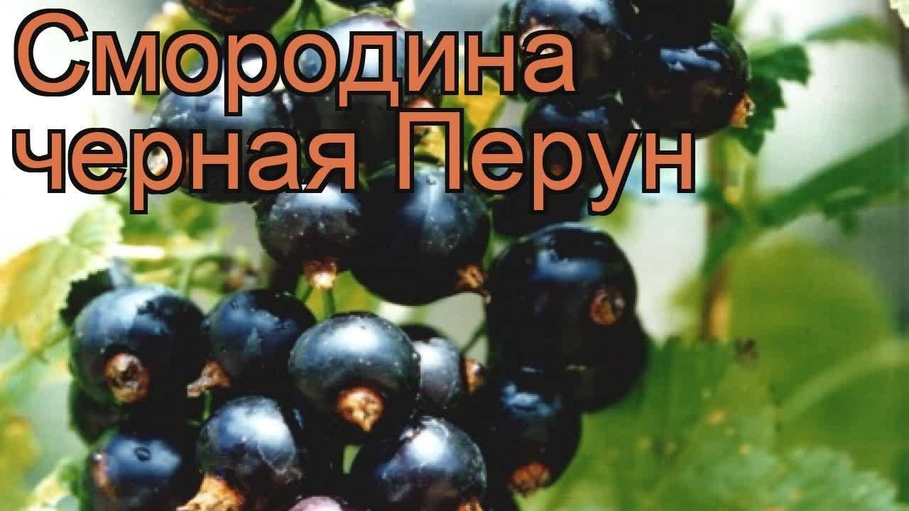 Сорт смородины перун отзывы