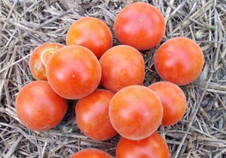 Томаты - посадка и выращивание в открытом грунте или теплице
