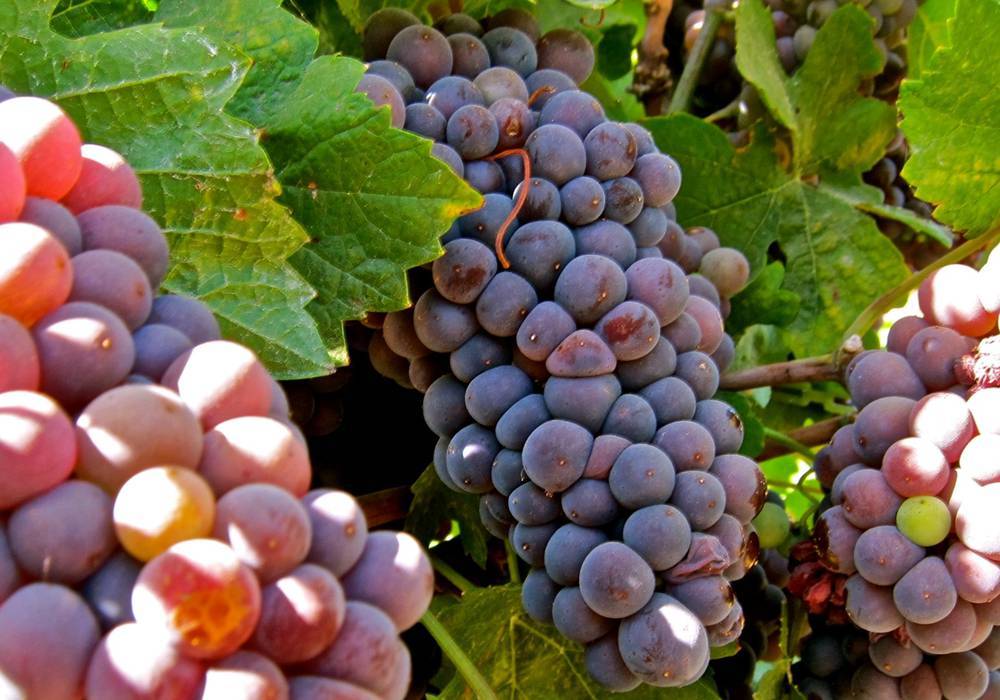 Сорт винограда пино гриджио: описание и сравнительная характеристика, выращивание