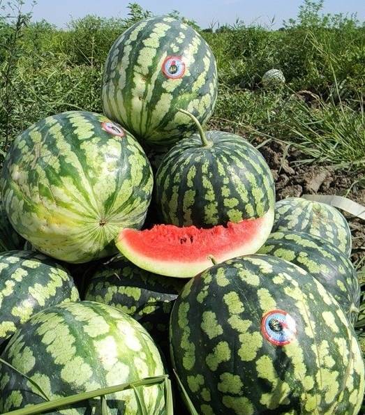 Арбуз кримсон свит: описание сорта, выращивание, отзывы