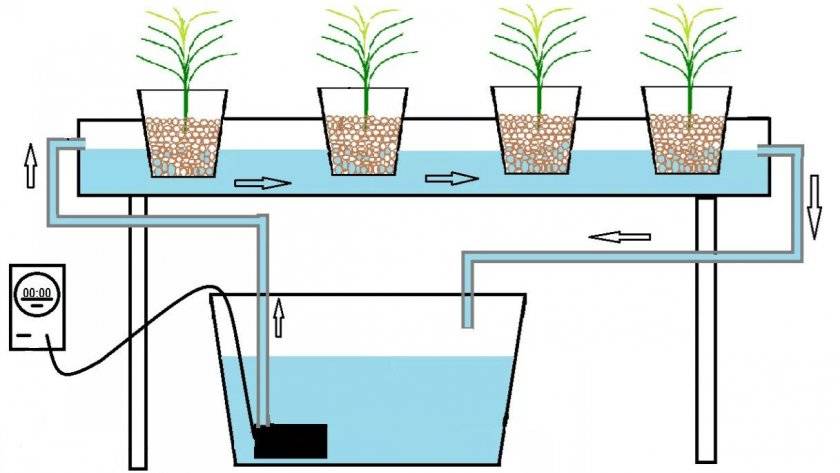 Выращивание клубники на гидропонике: устройство платформы своими руками, капельная система полива, подходящие сорта культуры, особенности ухода