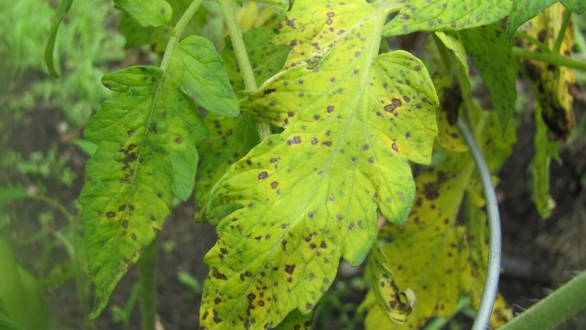 Кладоспориоз томата: способы борьбы и препараты, лечение бурой пятнистости листьев