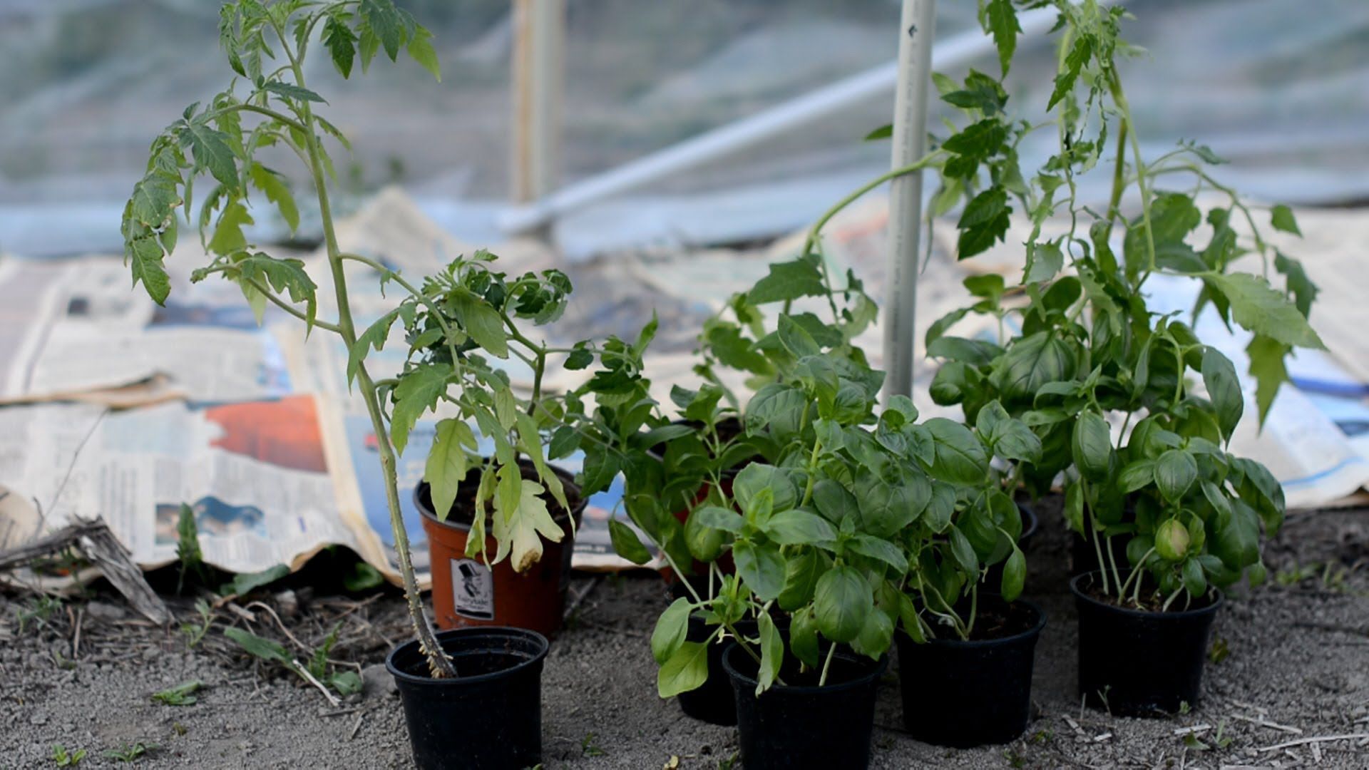 Галина кизима - выращивание рассады томатов уникальным методом