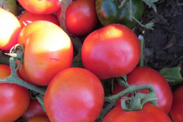 Топ-35 лучших сортов розовых томатов | +отзывы