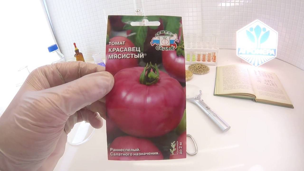 Красавец мясистый