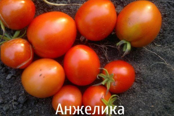 Томат "ляна розовая": описание и характеристики сорта, рекомендации по уходу русский фермер