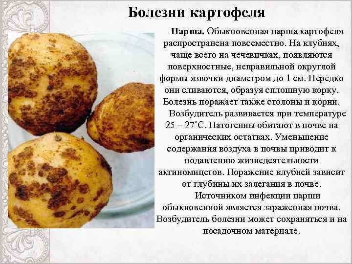 Парша черная картофеля | справочник пестициды.ru