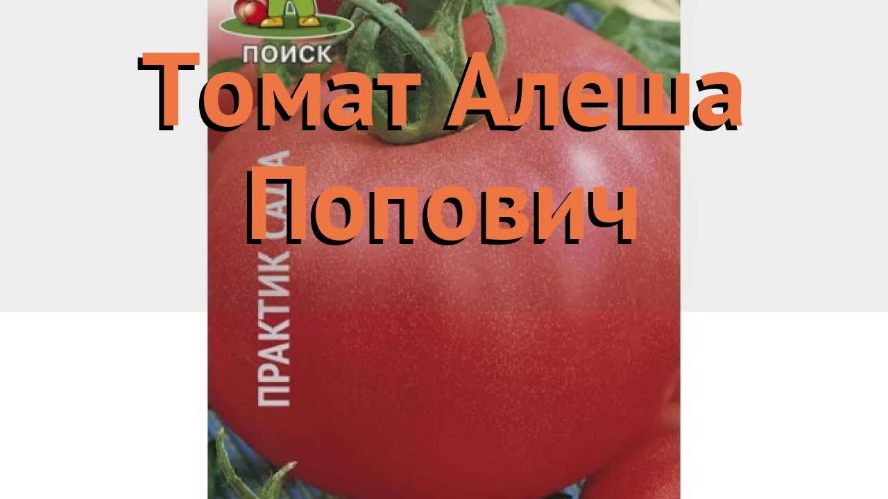 Характеристика и описание сорта Алеша Попович и выращивание томата