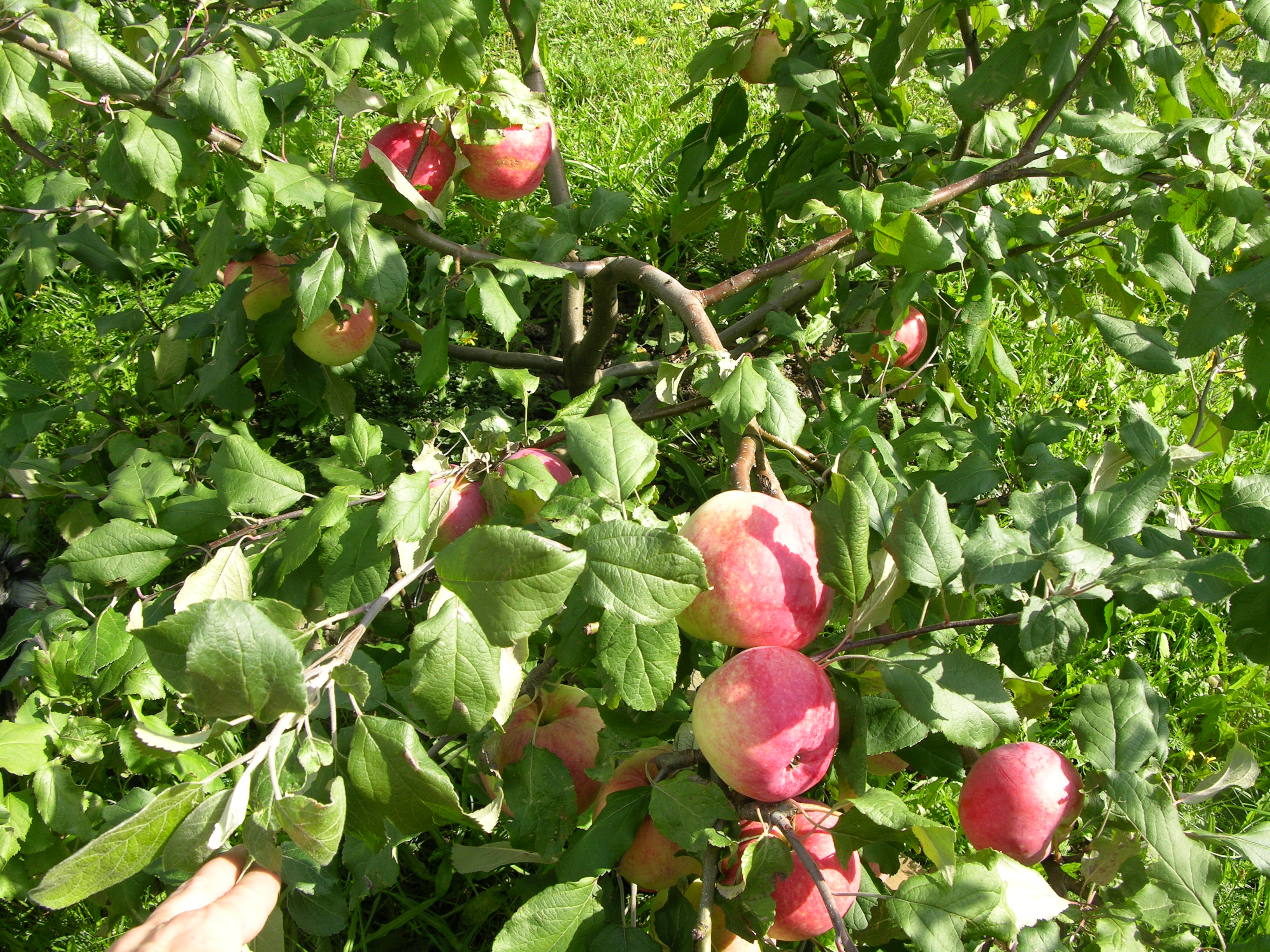 Описание карликового сорта яблони Приземленное, посадка и уход