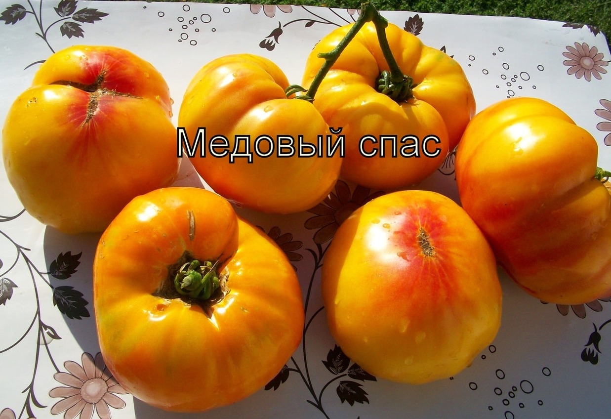 Описание сорта томата Медовый Спас, особенности выращивания и ухода