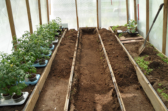 Как правильно подготовить и удобрить почву для выращивания томатов в теплице?