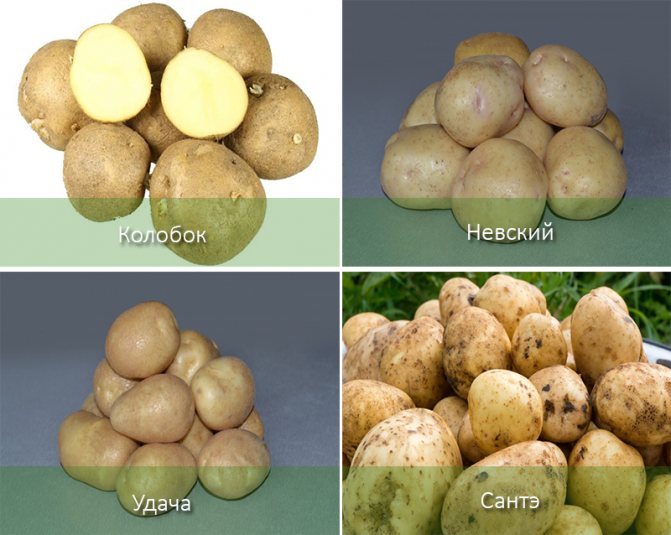 Картофель колобок – описание сорта, фото, отзывы