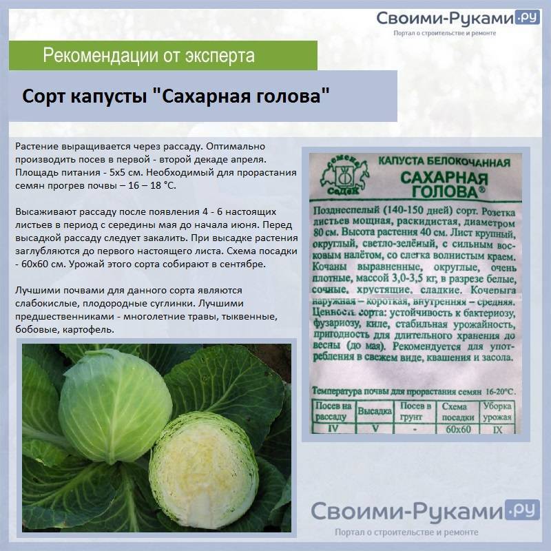 Капуста атрия f1: описание и характеристика сорта, особенности выращивания, фото, отзывы