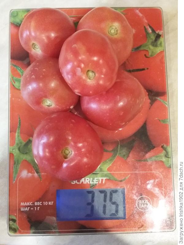 ᐉ томат "снежный барс" : описание сорта помидор и их фото, преимущества и недостатки, а также особенности выращивания - orensad198.ru