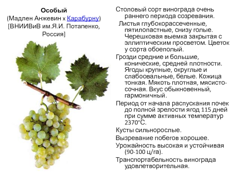 Характеристики винограда с ранним сроком созревания «красный восторг»