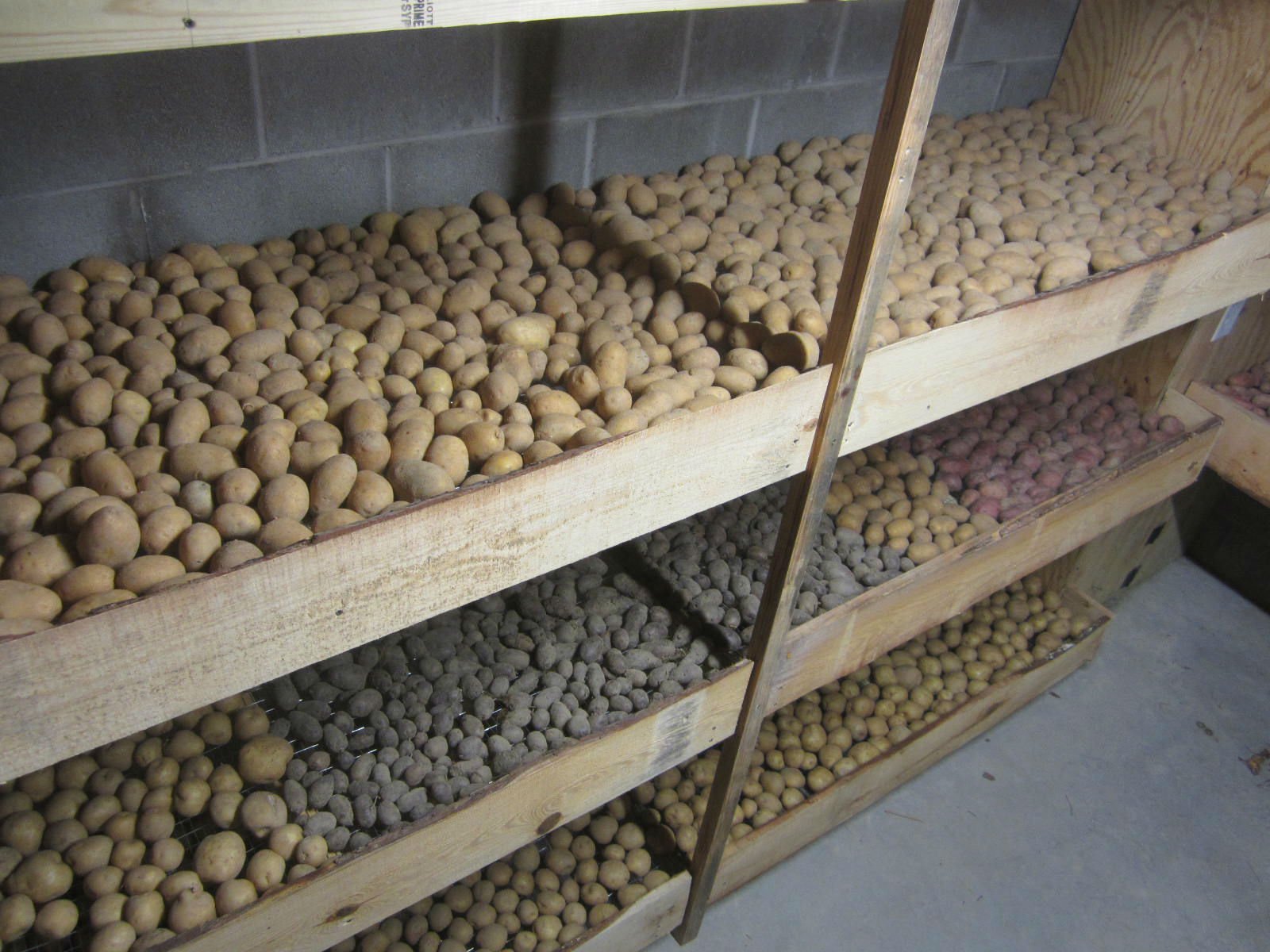 Как сохранить картофель в зимой в подвале (погребе), сорта