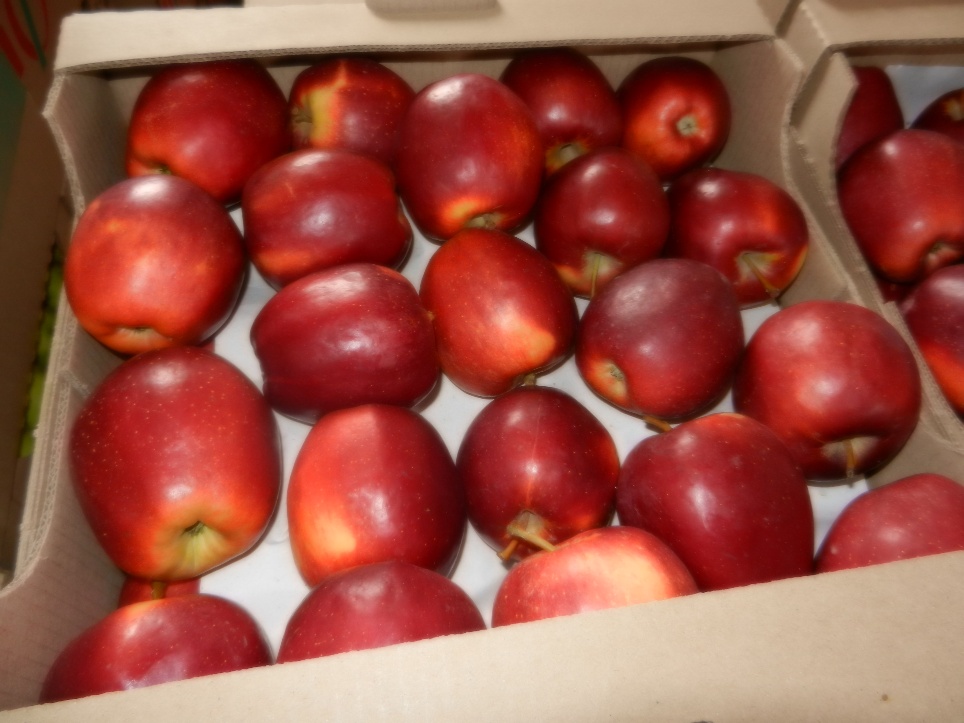 Описание сорта яблони ред чиф: фото яблок, важные характеристики, урожайность с дерева